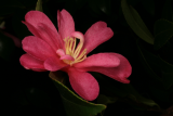 Camellia sasanqua RCP1-08 025.jpg
